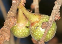 Apocrypta guineensis