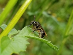 Neocorynura