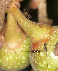 Apocrypta guineensis