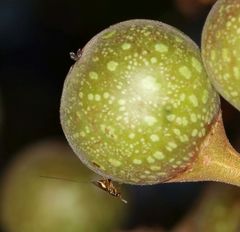 Apocrypta guineensis