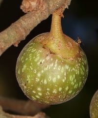 Apocrypta guineensis