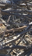 Liolaemus pseudolemniscatus