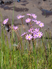 Primula finmarchica