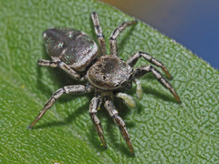 Heliophanus patagiatus