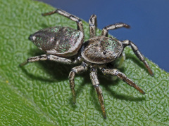 Heliophanus patagiatus