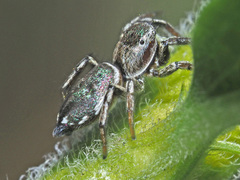 Heliophanus patagiatus