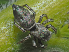 Heliophanus patagiatus