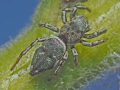 Heliophanus patagiatus