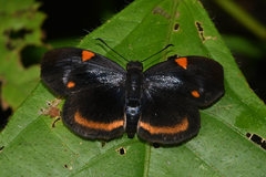 Charidia lucaria