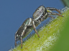 Heliophanus patagiatus