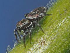 Heliophanus patagiatus