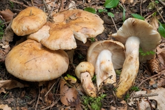 Russula illota