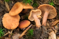 Lactarius cremor