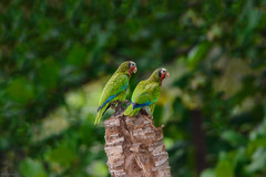 Amazona leucocephala