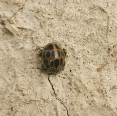Epilachna paenulata