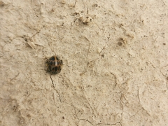 Epilachna paenulata