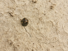 Epilachna paenulata
