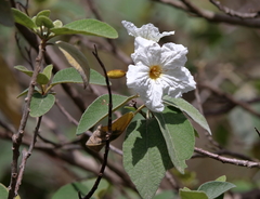 Cordia boissieri