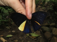 Consul panariste panariste