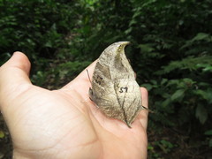 Consul panariste panariste