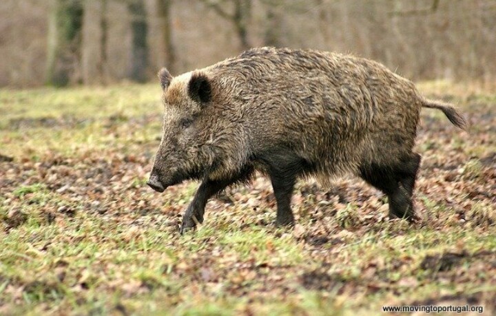 Wild Boar Sus Scrofa Inaturalist