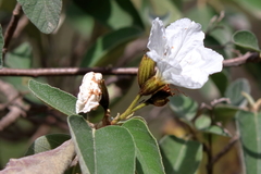 Cordia boissieri