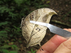 Consul panariste panariste