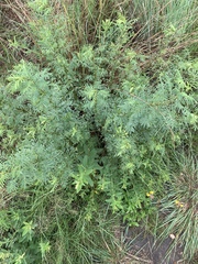 Indigofera cryptantha cryptantha