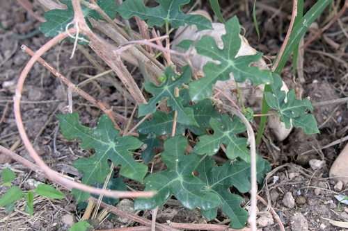 Image of Manihot walkerae by (c) Lauren McLaurin, some rights reserved (CC BY)