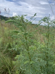 Indigofera cryptantha cryptantha