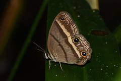 Cissia proba