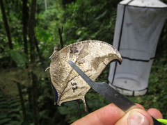 Consul panariste panariste