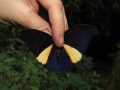 Consul panariste panariste