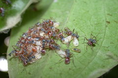 Polyrhachis bicolor