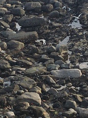 Haematopus ostralegus