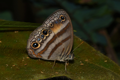 Cissia myncea