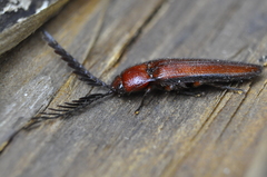 Elateridae