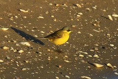 Motacilla flava thunbergi