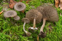 Entoloma undatum