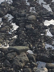 Haematopus ostralegus