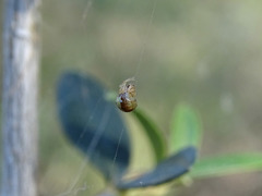 Simitidion simile