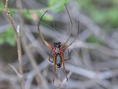 Frontinellina frutetorum