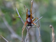 Frontinellina frutetorum