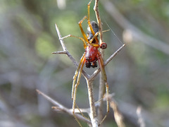 Frontinellina frutetorum