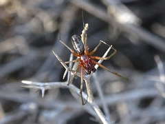 Frontinellina frutetorum