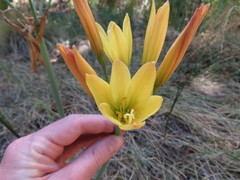 Zephyranthes gilliesiana