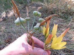 Zephyranthes gilliesiana