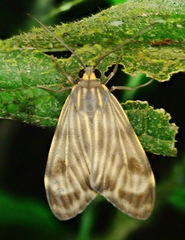 Eucereon costulata