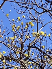 Sassafras randaiense