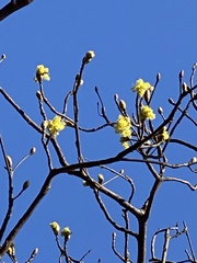 Sassafras randaiense